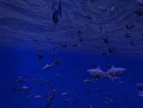 Trucos de Be a Fish - VR Simulator para Android e iPhone
